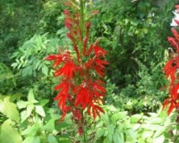 lobelia cardinalis 8-11a.jpg
